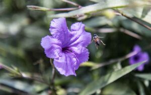 Abelha polinizando flor