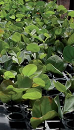 Ci&ecirc;ncias agr&aacute;rias