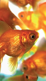 Ci&ecirc;ncias biol&oacute;gicas