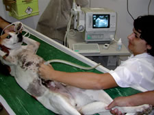 Medicina Veterin&aacute;ria